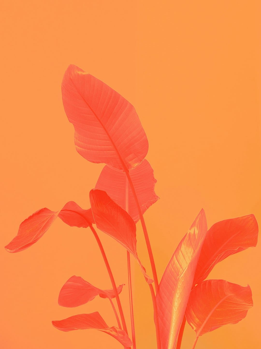 爱新觉罗·媚闪烁《亚洲新声》第二期 一首《Flowers》传递女人力气